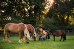 Verzorger gezocht Lunteren, Dieren en Toebehoren, Paarden en Pony's | Verzorgingsproducten, Ophalen of Verzenden