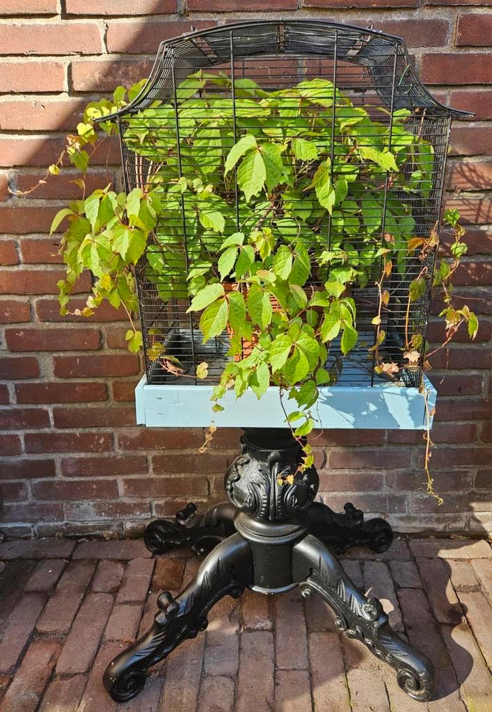 Wilde wingerd in vogelkooi, Tuin en Terras, Planten | Bomen, Overige soorten, 100 tot 250 cm, Volle zon, Zomer, Ophalen