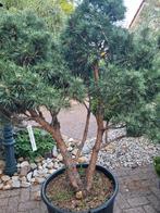 Pinus sylvestris watereri  meerstammige, Ophalen, Volle zon, Overige soorten