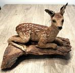 Taxidermy taxidermie, opgezette damhert, preparaat, Ophalen of Verzenden, Gebruikt, Hert, Opgezet dier