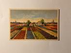 Bollenvelden. Poststempel 1956, Verzenden, 1940 tot 1960, Gelopen, Natuur