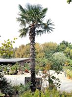 Trachycarpus grote Palmboom, Zomer, Palmboom, 400 cm of meer, Ophalen