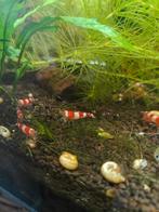 Caridina garnalen, Dieren en Toebehoren, Vissen | Aquariumvissen, Kreeft, Krab of Garnaal