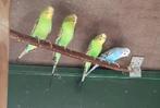 Te koop grasparkieten, Dieren en Toebehoren, Vogels | Parkieten en Papegaaien, Meerdere dieren, Parkiet