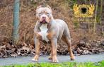 American bully XL dekreu King Ace, Particulier, Reu, 1 tot 2 jaar, Buitenland