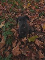 Stafford x Labrador × Weimaranerkruising zoekt nieuwe huisje, Dieren en Toebehoren, Reu, Eén hond, Middel, Nederland