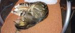 Kitten (6 maanden), Dieren en Toebehoren, Katten en Kittens | Overige Katten, Kater, Kortharig, 0 tot 2 jaar