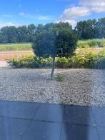 Boom gratis op te halen. Portugese laurier. Bol, Tuin en Terras, Bloeit niet, Halfschaduw, 100 tot 250 cm, Ophalen