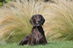 Duitse staande korthaar pups -pups duitse staande korthaar, Dieren en Toebehoren, Honden | Setters en Staande honden, CDV (hondenziekte)