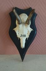 Reebok gewei uit 1974, Ophalen of Verzenden, Gebruikt, Hert, Gewei of Kop