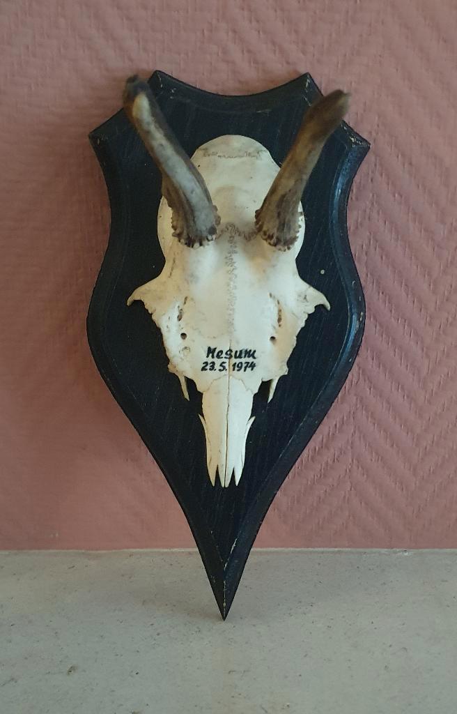 Reebok gewei uit 1974, Verzamelen, Dierenverzamelingen, Gebruikt, Gewei of Kop, Hert, Ophalen of Verzenden