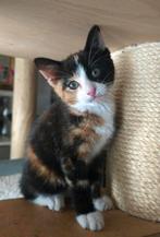 Leuke sociale kittens te koop, Dieren en Toebehoren, Katten en Kittens | Overige Katten, Meerdere dieren