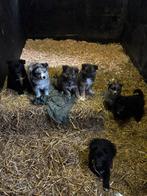 Eurasier / Keeshond X Bordercollie Pups, Overige rassen, 8 tot 15 weken, Meerdere, Meerdere dieren