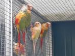 Kweekkoppel Pyrrhura Molinae '24, Dieren en Toebehoren, Vogels | Parkieten en Papegaaien, Meerdere dieren, Parkiet, Geringd