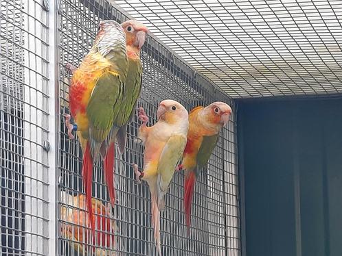 Kweekkoppel Pyrrhura Molinae '24, Dieren en Toebehoren, Vogels | Parkieten en Papegaaien, Parkiet, Meerdere dieren, Geringd
