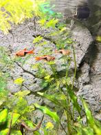 4 stuks Kegelvlek barbelen, Dieren en Toebehoren, Vis