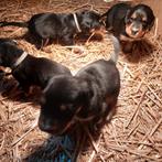 Pups Zwitserse senner x Gordon setter, Dieren en Toebehoren, Honden | Beagles, Bassets en Lopende honden, Overige rassen, 8 tot 15 weken