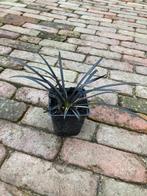 tuin planten Ophiopogon - Zwart gras, Tuin en Terras, Planten | Tuinplanten, Ophalen, Bodembedekkers, Vaste plant, Halfschaduw