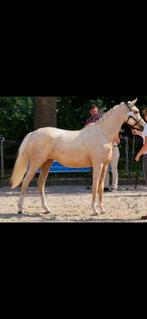 Palomino E merrie te koop!, Merrie, Minder dan 160 cm, Met stamboom, Dressuurpaard