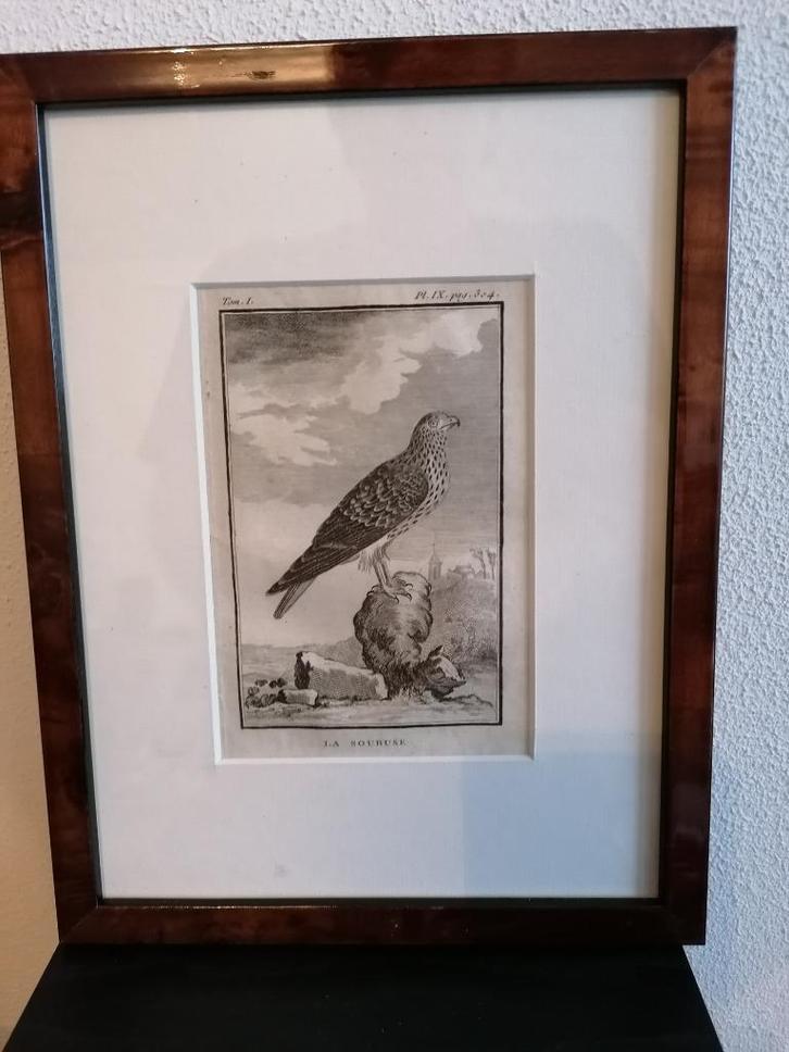 Gravure Leclerc, Buffon 1770 La Soubuse Blauwe Kiekendief, Antiek en Kunst, Kunst | Etsen en Gravures, Ophalen of Verzenden