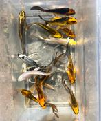 Heeele mooie butterfly koi mix !!, Dieren en Toebehoren, Vissen | Vijvervissen, Karper of Koi
