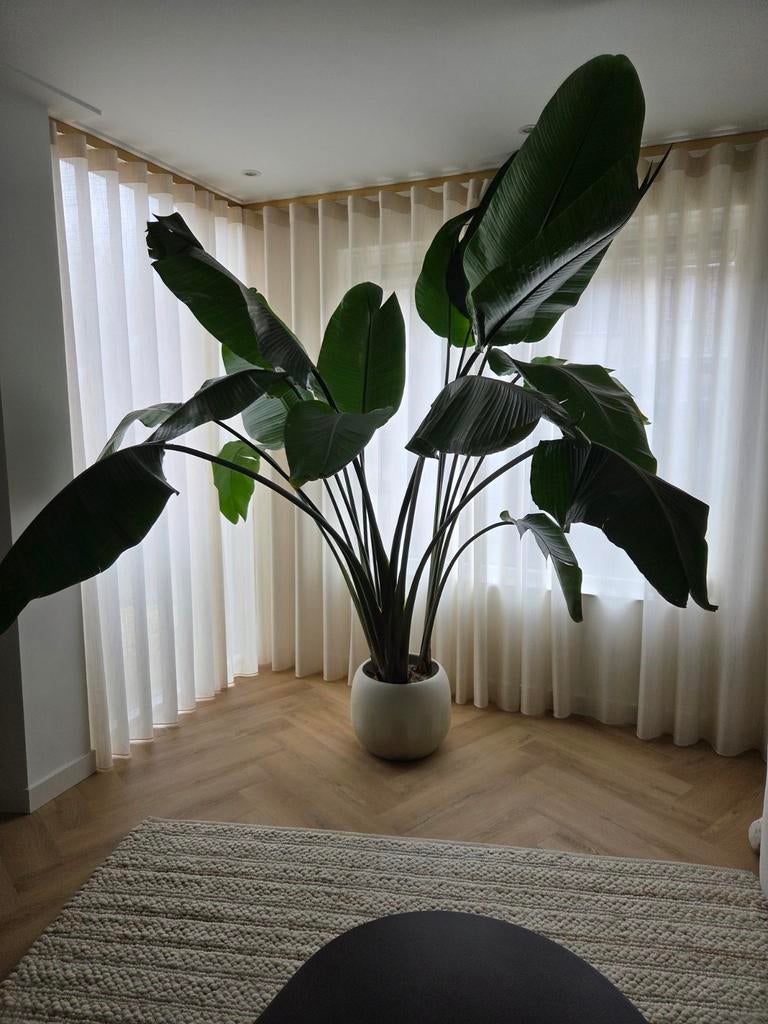 Grote Strelitzia Nicolai - 230cm, Huis en Inrichting, Kamerplanten, 200 cm of meer, Overige soorten, In pot, Groene kamerplant