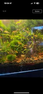 Garnalen, Dieren en Toebehoren, Vissen | Aquariumvissen, Kreeft, Krab of Garnaal