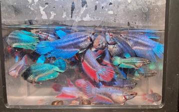 Betta's ( Kempvis) beschikbaar voor biedingen