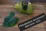 Philodendron gloriosum 'Dark Form', Huis en Inrichting, Kamerplanten, Ophalen of Verzenden