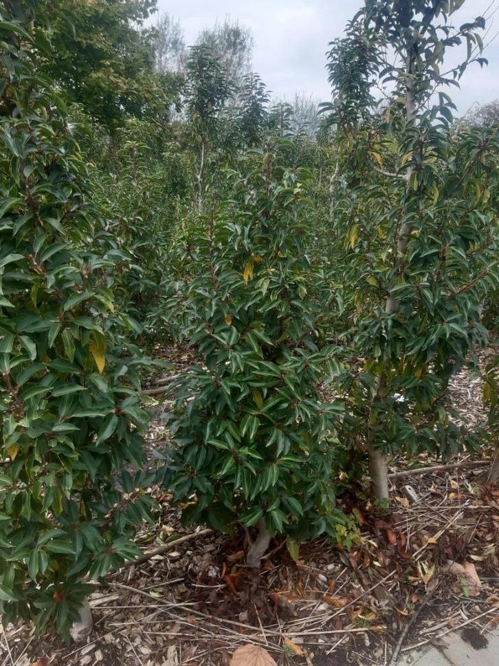 Portugese laurier (kluit), Tuin en Terras, Planten | Struiken en Hagen, Haag, Laurier, 100 tot 250 cm, Ophalen