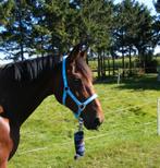 halster set full, *, Verzenden, *, *