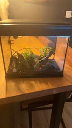 Mooie startbak compleet met toebehoren, Ophalen of Verzenden, Gevuld zoetwateraquarium