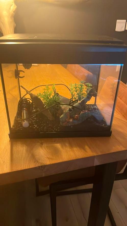 Mooie startbak compleet met toebehoren, Dieren en Toebehoren, Vissen | Aquaria en Toebehoren, Gevuld zoetwateraquarium, Ophalen of Verzenden