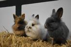 Lieve dwergkonijnen | Ruime keuze | Jonge konijnen, Dieren en Toebehoren, Konijnen, Meerdere dieren, Dwerg, 0 tot 2 jaar