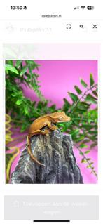 Correlophus Ciliatus - Wimpergekko baby, Dieren en Toebehoren, Hagedis, 0 tot 2 jaar