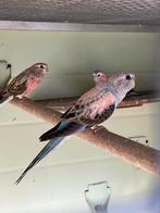 Bourke opaline uit blauwselectie pop juli ‘25, Dieren en Toebehoren, Vogels | Parkieten en Papegaaien, Vrouwelijk, Parkiet