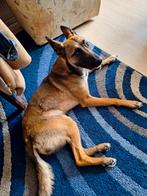 Ons lieve hondje heeft nieuwe baas nodig., Dieren en Toebehoren, Particulier, Rabiës (hondsdolheid), 1 tot 2 jaar, Buitenland