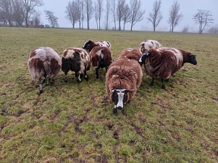 Drachtige bonte schapen, Dieren en Toebehoren, Schapen, Geiten en Varkens, Schaap, Vrouwelijk