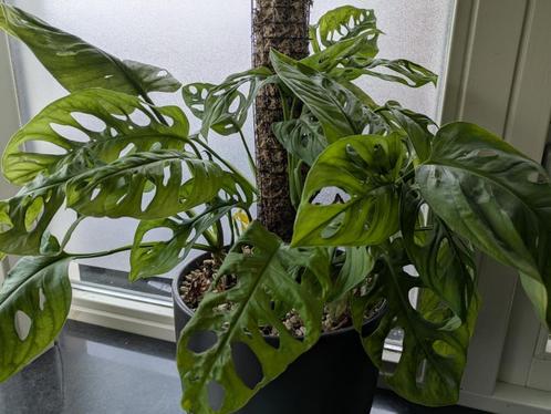 Monstera Adansonii Monkey Mask, Huis en Inrichting, Kamerplanten, Overige soorten, Minder dan 100 cm, Ophalen of Verzenden