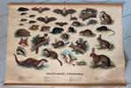 Vintage schoolplaat Nederlandse zoogdieren retro plaat, Ophalen, Natuur en Biologie