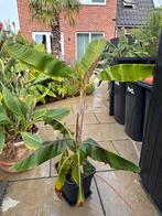 Musa Bananenplant, Volle zon, Vaste plant, Bloeit niet, Ophalen
