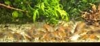 Osteogaster (Corydora) Venezuela Orange, Dieren en Toebehoren, Vis, Zoetwatervis, Schoolvis
