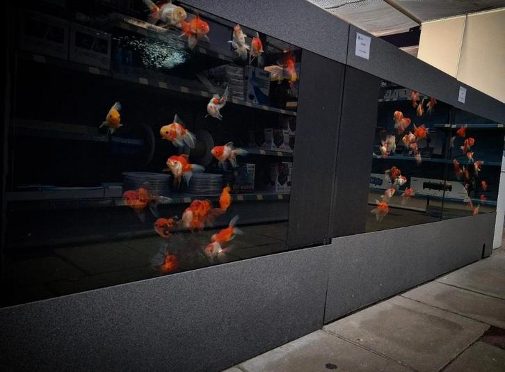 Oranda & Ranchu goudvissen @vijvercentrum Apeldoorn, Dieren en Toebehoren, Vissen | Aquariumvissen, Vis