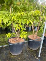 Heptacodium zevenzonenboom meerstammig leverbaar tot 275 cm., Overige soorten, Volle zon, Vaste plant, Ophalen of Verzenden