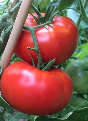 VLEESTOMATEN 🍅🍅planten( nog 7 planten) beschikbaar voor biedingen