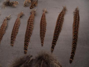 lot veren,roofvogels,mooi lot veren te koop beschikbaar voor biedingen