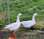 Witte ganzen, Dieren en Toebehoren, Meerdere dieren, Gans of Zwaan