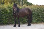 Fantastisch Noordzweeds paard (Nordsvensk Hast), Dieren en Toebehoren, Merrie, Minder dan 160 cm, Gechipt, Zadelmak
