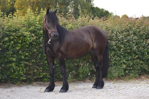 Fantastisch Noordzweeds paard (Nordsvensk Hast), Dieren en Toebehoren, Paarden, Merrie, Zadelmak, Minder dan 160 cm, 3 tot 6 jaar