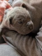 Prachtige Cane Corso Puppies te koop, Dieren en Toebehoren, Overige rassen, 8 tot 15 weken, Meerdere, Meerdere dieren
